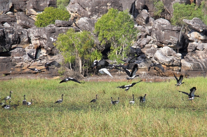 _800Mt Borradaile - Cooper Creek_5669_m_MagpieGeese